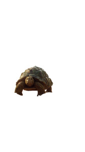 Turtle Wins Race Vinyl Car Decal Sticker – Waterproof & UV-Resistant 8"