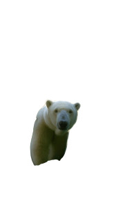 Polar Bear Forest Vinyl Car Decal Sticker – Waterproof & UV-Resistant 8"