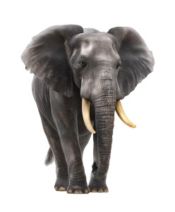 African Elephant Portrait Vinyl Car Decal Sticker – Waterproof & UV-Resistant 8"