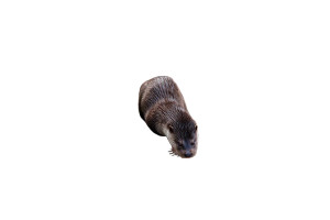Otter In Stream Vinyl Car Decal Sticker – Waterproof & UV-Resistant 8"