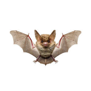 Cute Vampire Bat Vinyl Car Decal Sticker – Waterproof & UV-Resistant 8"