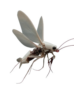 Queen Coral Vinyl Car Decal Sticker – Waterproof & UV-Resistant 8"