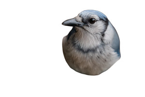 Bird On Nest Vinyl Car Decal Sticker – Waterproof & UV-Resistant 8"