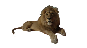 Majestic Golden Lion V2 Vinyl Car Decal Sticker – Waterproof & UV-Resistant 8"