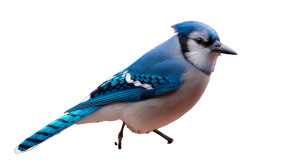 Fierce Blue Jay Vinyl Car Decal Sticker – Waterproof & UV-Resistant 8"