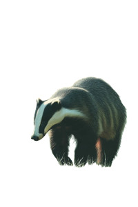 Wildlife Art Vinyl Car Decal Sticker – Waterproof & UV-Resistant 8"