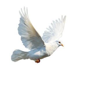 Flying White Bird Vinyl Car Decal Sticker – Waterproof & UV-Resistant 8" Flying White Bird Vinyl Car Decal Sticker – Waterproof & UV-Resistant 8"