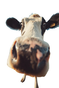 Close-Up Cow Vinyl Car Decal Sticker – Waterproof & UV-Resistant 8"