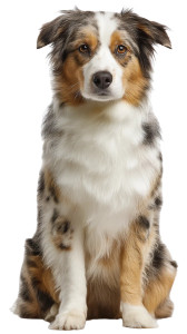 Australian Shepherd Staring Vinyl Car Decal Sticker – Waterproof & UV-Resistant 8"