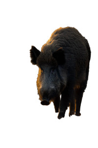 Wild Boar Sunrise Vinyl Car Decal Sticker – Waterproof & UV-Resistant 8"