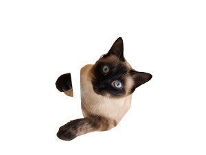 Playful Siamese Cat Vinyl Car Decal Sticker – Waterproof & UV-Resistant 8" Playful Siamese Cat Vinyl Car Decal Sticker – Waterproof & UV-Resistant 8"