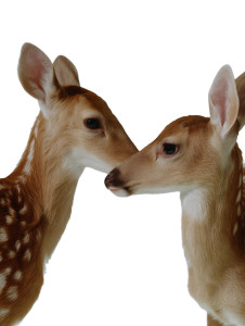 Fawns In Profile Vinyl Car Decal Sticker – Waterproof & UV-Resistant 8" Fawns In Profile Vinyl Car Decal Sticker – Waterproof & UV-Resistant 8"