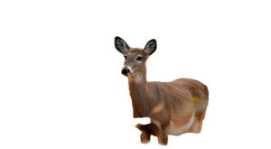 White-Tailed Deer Vinyl Car Decal Sticker – Waterproof & UV-Resistant 8"