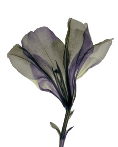 Translucent Flower Vinyl Car Decal Sticker – Waterproof & UV-Resistant 8"