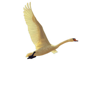 Swan In Flight Vinyl Car Decal Sticker – Waterproof & UV-Resistant 8" Swan In Flight Vinyl Car Decal Sticker – Waterproof & UV-Resistant 8"