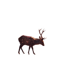 Graceful Deer Vinyl Car Decal Sticker – Waterproof & UV-Resistant 8" Graceful Deer Vinyl Car Decal Sticker – Waterproof & UV-Resistant 8"