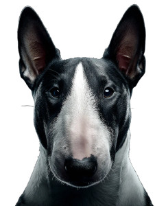 Bull Terrier Portrait Vinyl Car Decal Sticker – Waterproof & UV-Resistant 8" Bull Terrier Portrait Vinyl Car Decal Sticker – Waterproof & UV-Resistant 8"
