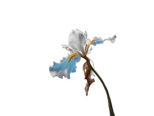 White Egret Orchid Vinyl Car Decal Sticker – Waterproof & UV-Resistant 8"