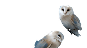 Fluffy Barn Owls Vinyl Car Decal Sticker – Waterproof & UV-Resistant 8"