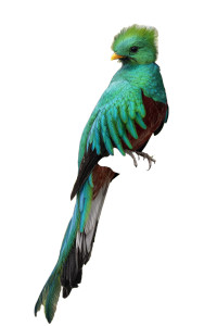 Quetzal Full Body Vinyl Car Decal Sticker – Waterproof & UV-Resistant 8"