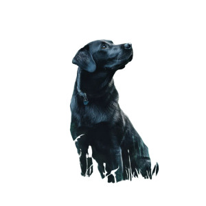 Ethereal Black Labrador Vinyl Car Decal Sticker – Waterproof & UV-Resistant 8"