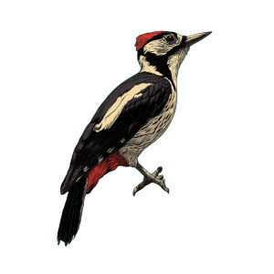 Woodpecker Illustration Vinyl Car Decal Sticker – Waterproof & UV-Resistant 8" Woodpecker Illustration Vinyl Car Decal Sticker – Waterproof & UV-Resistant 8"