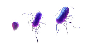 Microscopic Bacteria Vinyl Car Decal Sticker – Waterproof & UV-Resistant 8"