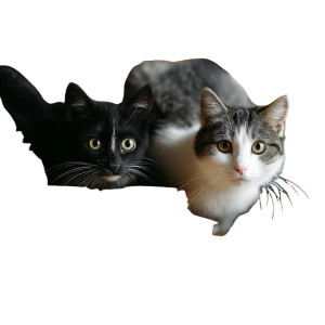 Cats Among Books Vinyl Car Decal Sticker – Waterproof & UV-Resistant 8"
