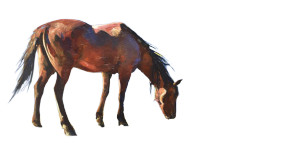 Grazing Horse Vinyl Car Decal Sticker – Waterproof & UV-Resistant 8" Grazing Horse Vinyl Car Decal Sticker – Waterproof & UV-Resistant 8"