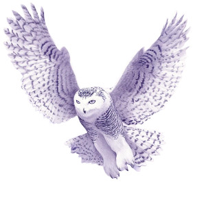 Regal Snowy Owl Vinyl Car Decal Sticker – Waterproof & UV-Resistant 8"