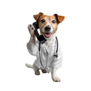 Doctor Dog V2 Vinyl Car Decal Sticker – Waterproof & UV-Resistant 8" Doctor Dog V2 Vinyl Car Decal Sticker – Waterproof & UV-Resistant 8"
