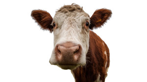 Cow In Field V3 Vinyl Car Decal Sticker – Waterproof & UV-Resistant 8"
