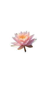 Pink Waterlily Bloom Vinyl Car Decal Sticker – Waterproof & UV-Resistant 8" Pink Waterlily Bloom Vinyl Car Decal Sticker – Waterproof & UV-Resistant 8"
