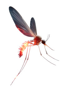 Deadly Mosquito Macro Vinyl Car Decal Sticker – Waterproof & UV-Resistant 8"