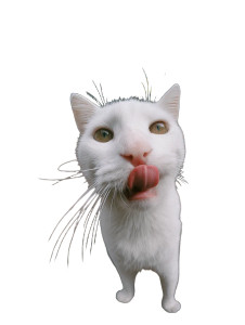White Cat Licking Vinyl Car Decal Sticker – Waterproof & UV-Resistant 8" White Cat Licking Vinyl Car Decal Sticker – Waterproof & UV-Resistant 8"