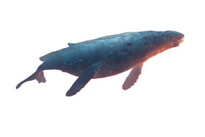 Futuristic Whale Sunrise Vinyl Car Decal Sticker – Waterproof & UV-Resistant 8" Futuristic Whale Sunrise Vinyl Car Decal Sticker – Waterproof & UV-Resistant 8"