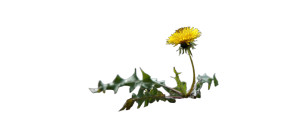 Dandelion In Concrete Vinyl Car Decal Sticker – Waterproof & UV-Resistant 8" Dandelion In Concrete Vinyl Car Decal Sticker – Waterproof & UV-Resistant 8"