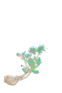 Ancient Desert Plants Vinyl Car Decal Sticker – Waterproof & UV-Resistant 8"