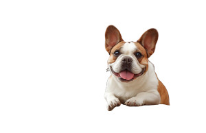 Happy French Bulldog V6 Vinyl Car Decal Sticker – Waterproof & UV-Resistant 8"
