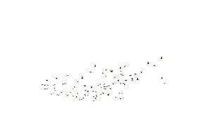 Flock Of Crows Vinyl Car Decal Sticker – Waterproof & UV-Resistant 8"