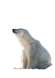 Polar Bear Relaxing Vinyl Car Decal Sticker – Waterproof & UV-Resistant 8" Polar Bear Relaxing Vinyl Car Decal Sticker – Waterproof & UV-Resistant 8"