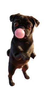 Bubble-Blowing Pug Vinyl Car Decal Sticker – Waterproof & UV-Resistant 8" Bubble-Blowing Pug Vinyl Car Decal Sticker – Waterproof & UV-Resistant 8"