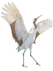 Whooping Crane Sketch Vinyl Car Decal Sticker – Waterproof & UV-Resistant 8"