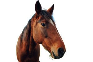 Horse In Field Vinyl Car Decal Sticker – Waterproof & UV-Resistant 8" Horse In Field Vinyl Car Decal Sticker – Waterproof & UV-Resistant 8"