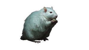 Fat Rat Feast Vinyl Car Decal Sticker – Waterproof & UV-Resistant 8"