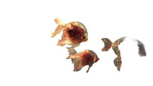 Pastel Jewel Fish Vinyl Car Decal Sticker – Waterproof & UV-Resistant 8"