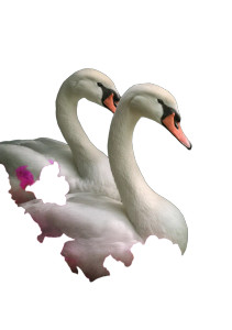 Elegant Swans Serenade Vinyl Car Decal Sticker – Waterproof & UV-Resistant 8" Elegant Swans Serenade Vinyl Car Decal Sticker – Waterproof & UV-Resistant 8"