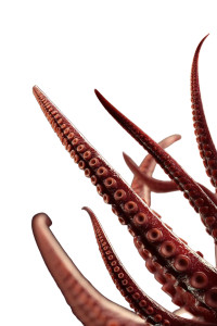 Tentacles Close-Up Vinyl Car Decal Sticker – Waterproof & UV-Resistant 8" Tentacles Close-Up Vinyl Car Decal Sticker – Waterproof & UV-Resistant 8"