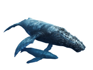 Barnacled Humpback Whales Vinyl Car Decal Sticker – Waterproof & UV-Resistant 8" Barnacled Humpback Whales Vinyl Car Decal Sticker – Waterproof & UV-Resistant 8"