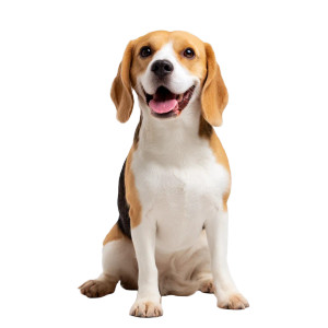 Happy Beagle Vinyl Car Decal Sticker – Waterproof & UV-Resistant 8"